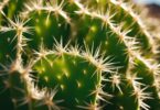 Cuir de Cactus